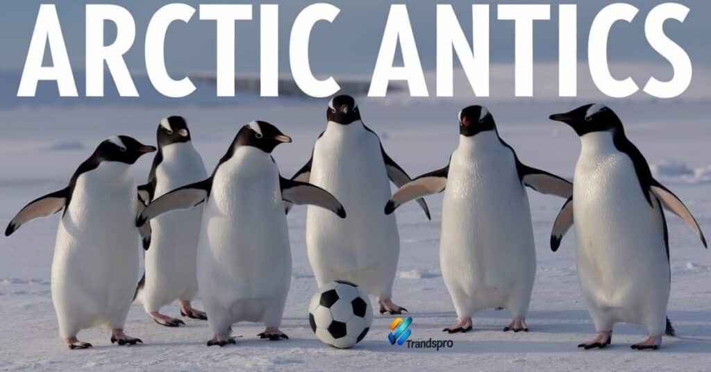 Arctic Antics