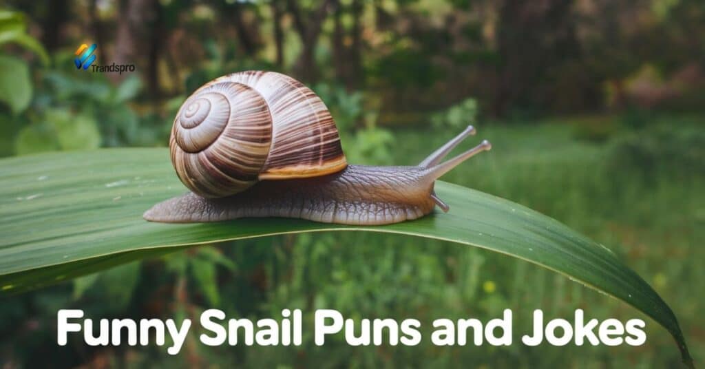 Funny Snail Puns And Jokes