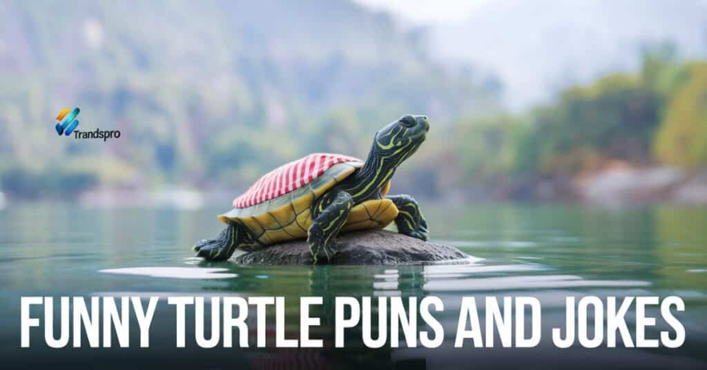 Funny Turtle Puns and Jokes