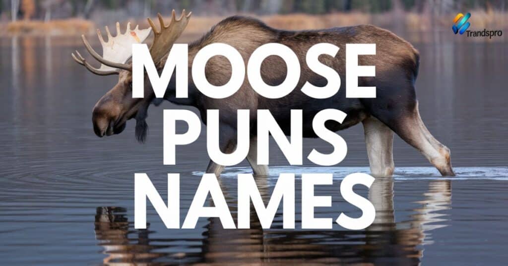 Moose Puns Names