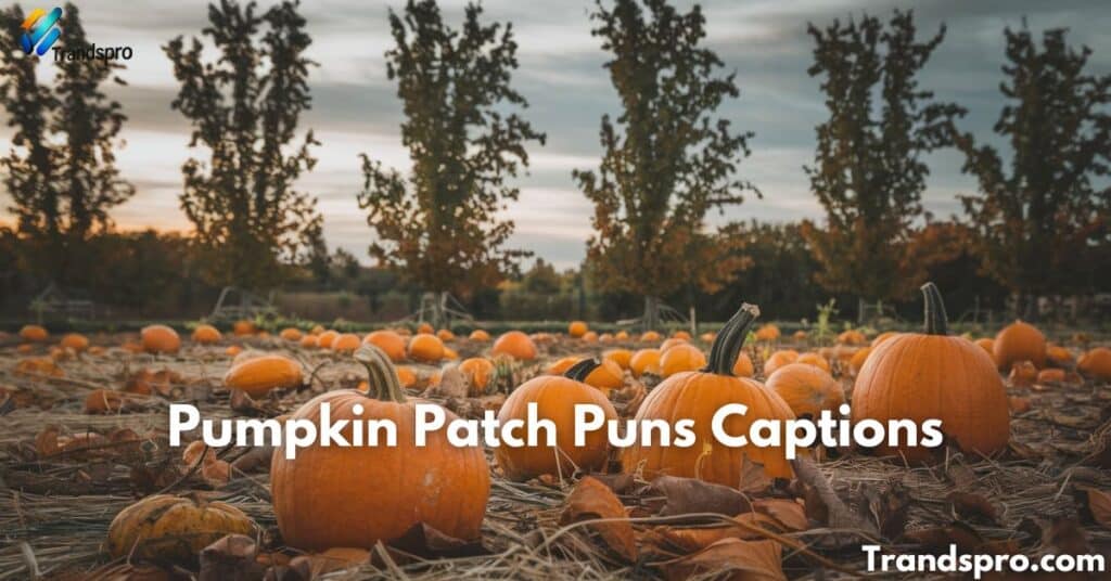 Pumpkin Patch Puns Captions