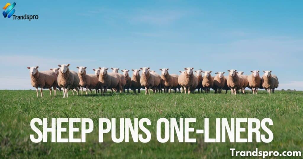 Sheep Puns One-Liners