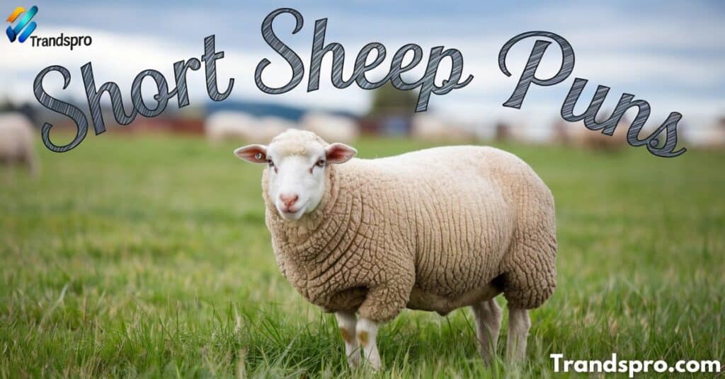 Short Sheep Puns