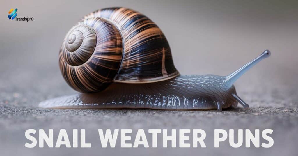 Snail weather Puns